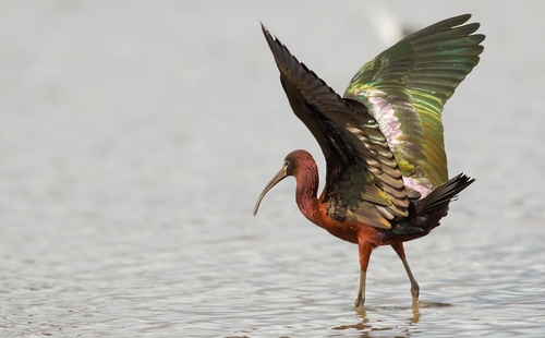 Glossy Ibis