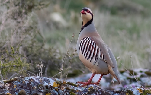 Chukar