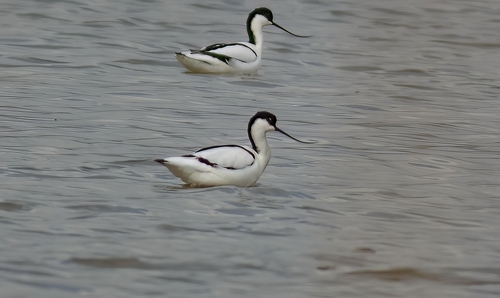 Pied Avocet