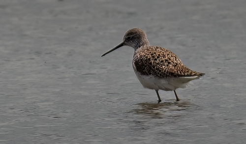 Marsh Sandpiper