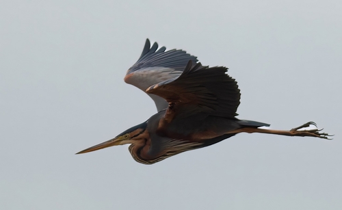 Purple Heron