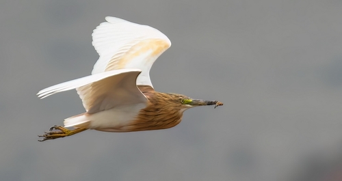 Squacco Heron