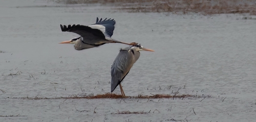 Grey Heron