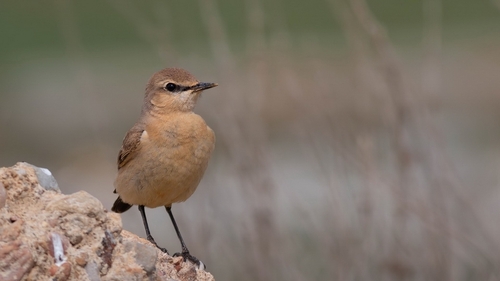 Isabelline Wheatear