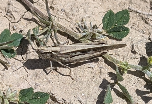 Puissant's Green-winged Grasshopper