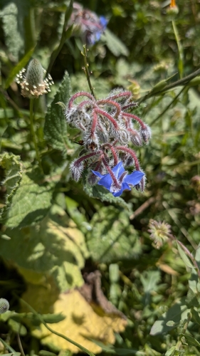 Borage