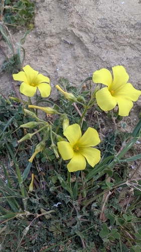 Bermuda buttercup