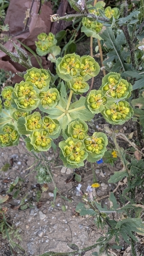 Sun spurge