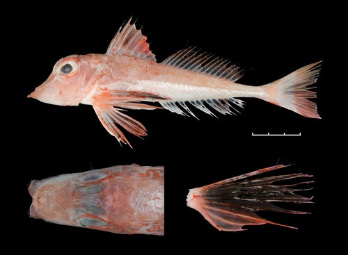Lepidotrigla longifaciata