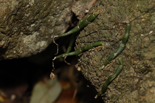 Cheirostylis pusilla