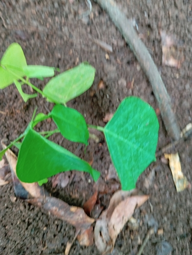 Pterocarpus osun