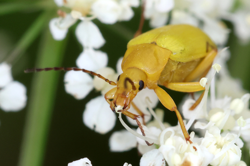 Geltonasis Dulkiagraužis nuotrauka