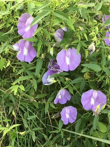 butterfly pea