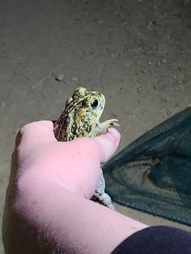 iNaturalist observation photo of Western Toad