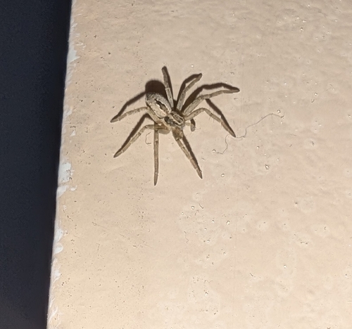 Cricket Thief Spider