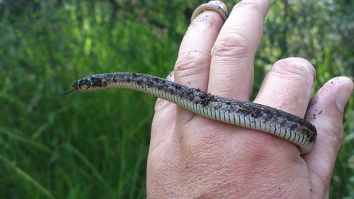 Short-tail Alpine Garter Snake