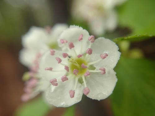 Allegheny Hawthorn (Crataegus alleghaniensis)