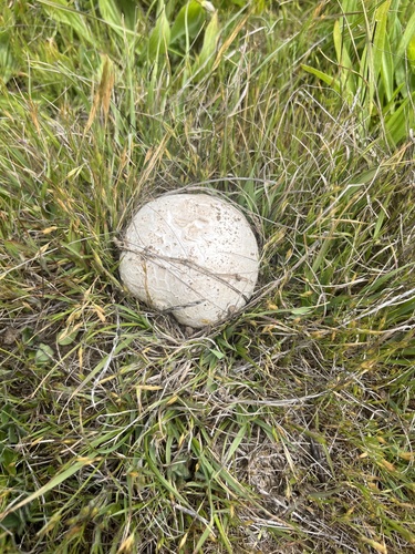iNaturalist observation photo of Mushrooms, Bracket Fungi, Puffballs, and Allies