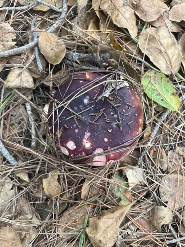 iNaturalist observation photo of brittlegills