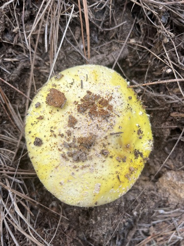 iNaturalist observation photo of Sunshine Amanita