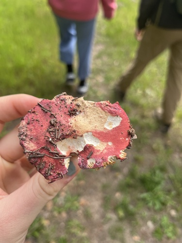 iNaturalist observation photo of Redhead Russula