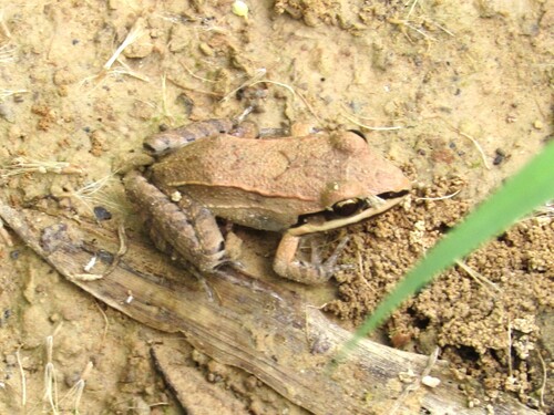 Basin White-lipped Frog