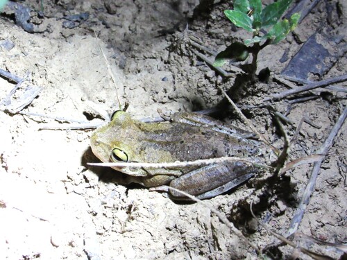 Emerald-eyed Tree Frog