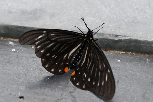 Lesser Mime