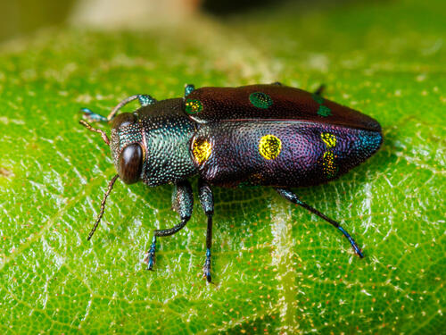 Chrysobothris chrysoela (Illiger, 1800)