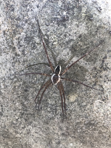 Dolomedes holti