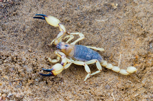 California Swollenstinger Scorpion (Anuroctonus pococki) · iNaturalist.org