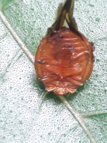 Southern Squash Lady Beetle
