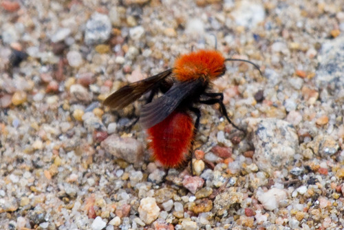 Pacific Velvet Ant