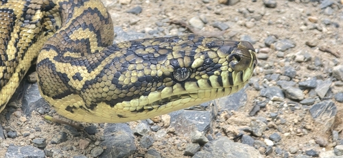 Coastal Carpet Python sighting