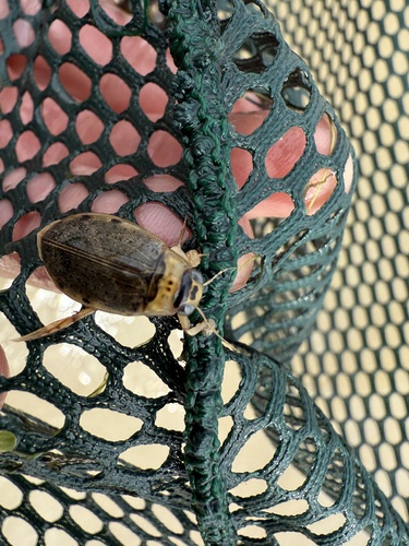 iNaturalist observation photo of Predaceous Diving Beetles