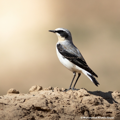 Northern Wheatear