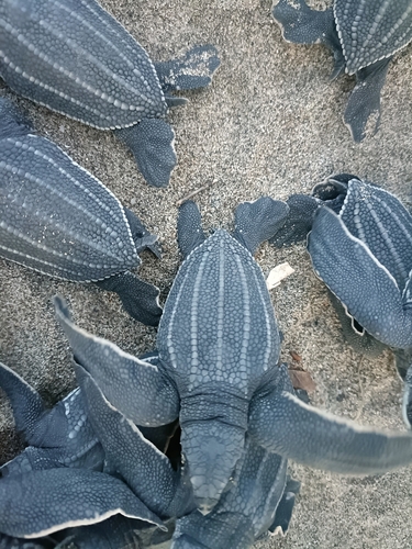 Leatherback Sea Turtle