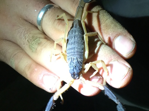 Centruroides fulvipes