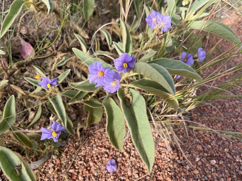 Solanum crebrispinum