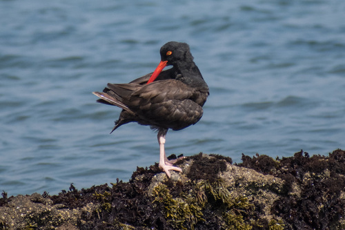 Black Oystercatcher