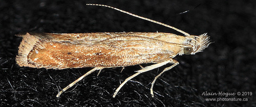 Isophrictis anteliella (Busck, 1903)