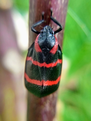 Huaina inca