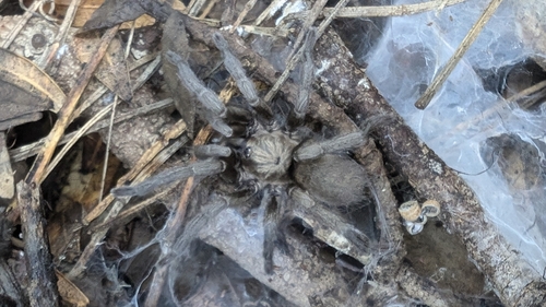Ischnocolus valentinus