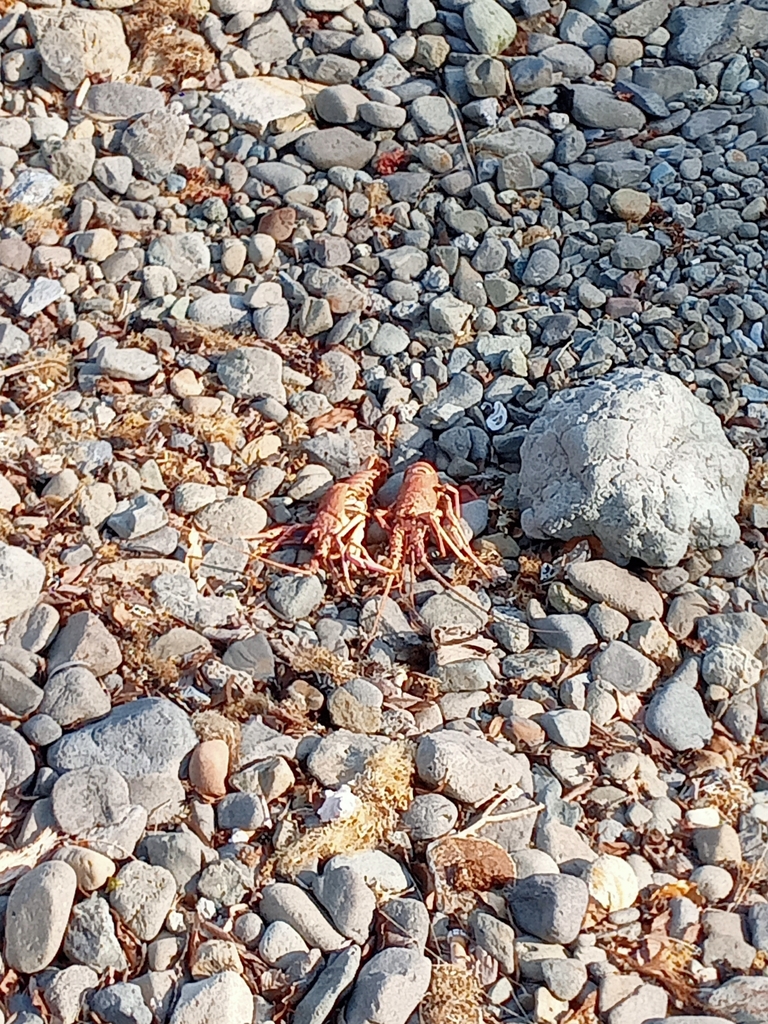Japanese Spiny Lobster