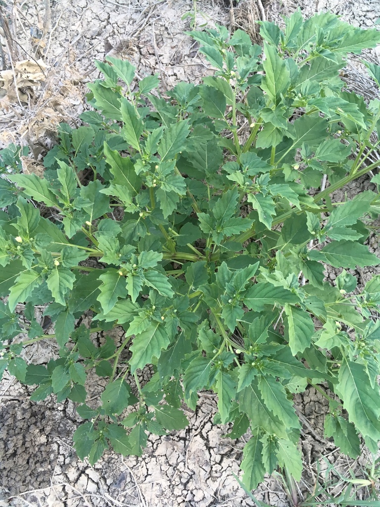 Cutleaf Groundcherry From Oak Point Park & Nature Preserve, Plano, Tx 