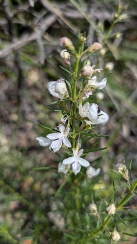 Teucrium pseudochamaepitys