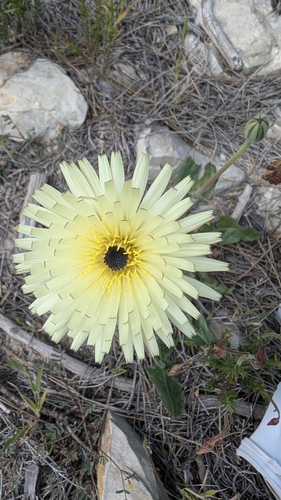 smooth golden fleece