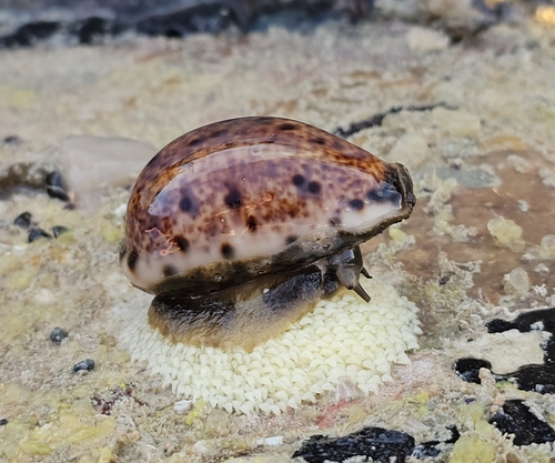 Lynx Cowry