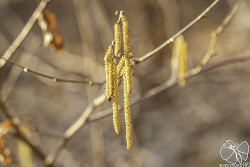 asian hazel