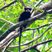 Red-cap Moustached Tamarin - Photo (c) Jessica dos Anjos, all rights reserved, uploaded by Jessica dos Anjos